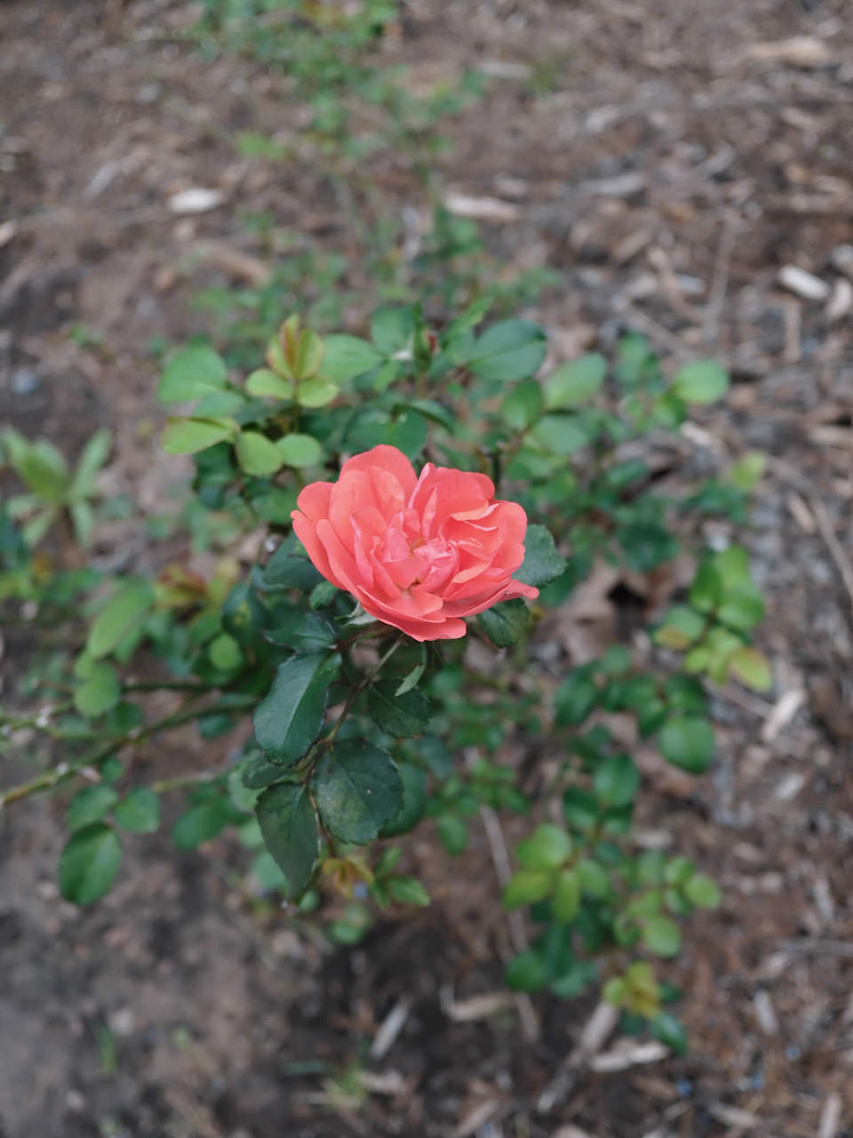 Fuji X-Half Classic Chrome 1/200 F3.2 ISO200